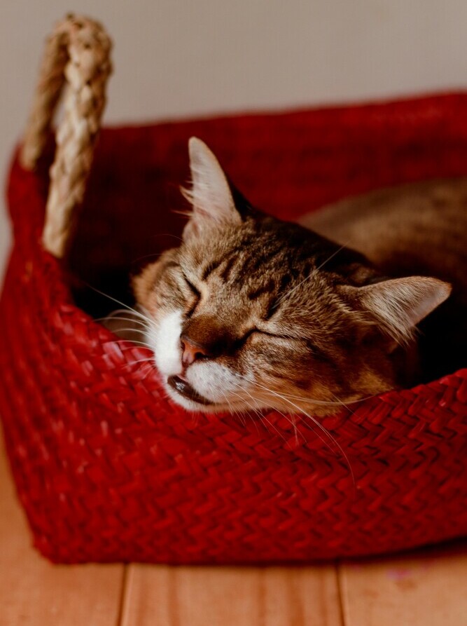 DIY Tabby Cat Accessories You Can Make At Home