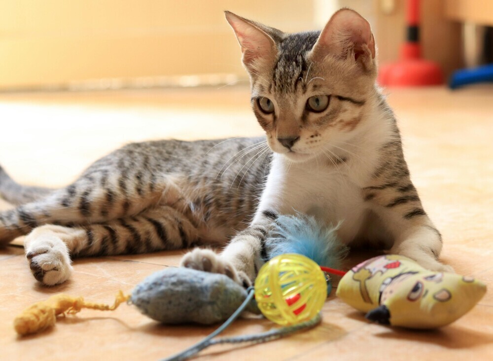 DIY Tabby Cat Toys From Recycled Materials