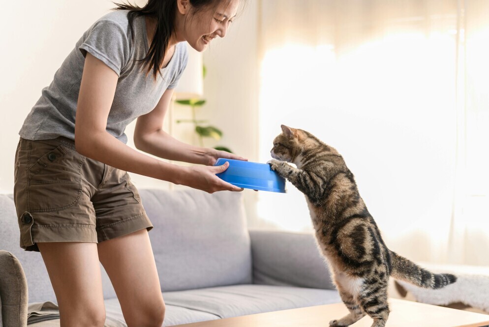 Personalized Feeding Stations For Tabby Cats