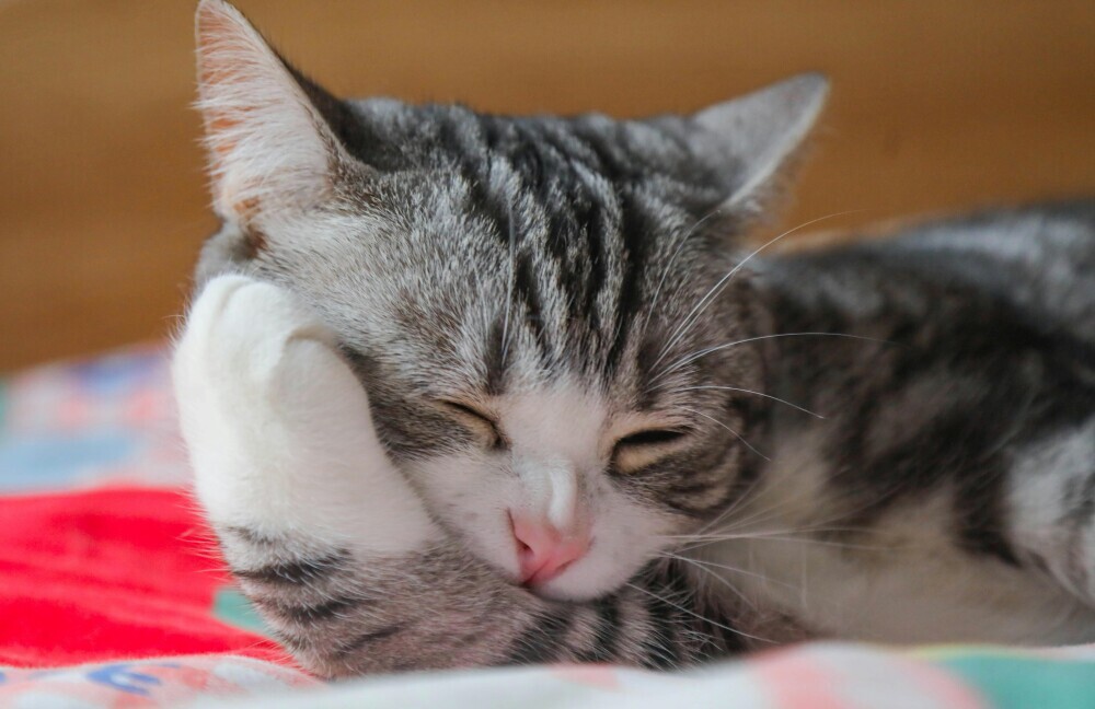 The Ultimate Guide To Choosing A Bed For Your Tabby Cat