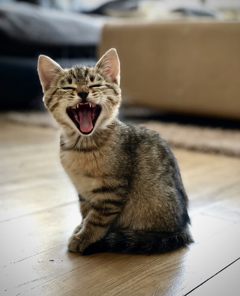 Tips For Organizing Your Tabby Cat’s Supplies