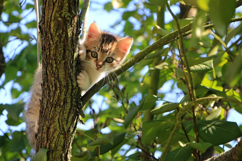 Best Cat Trees For Tabby Cat Breeds