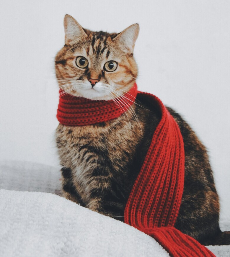 Rare Tabby Patterns For Custom Pet Clothing