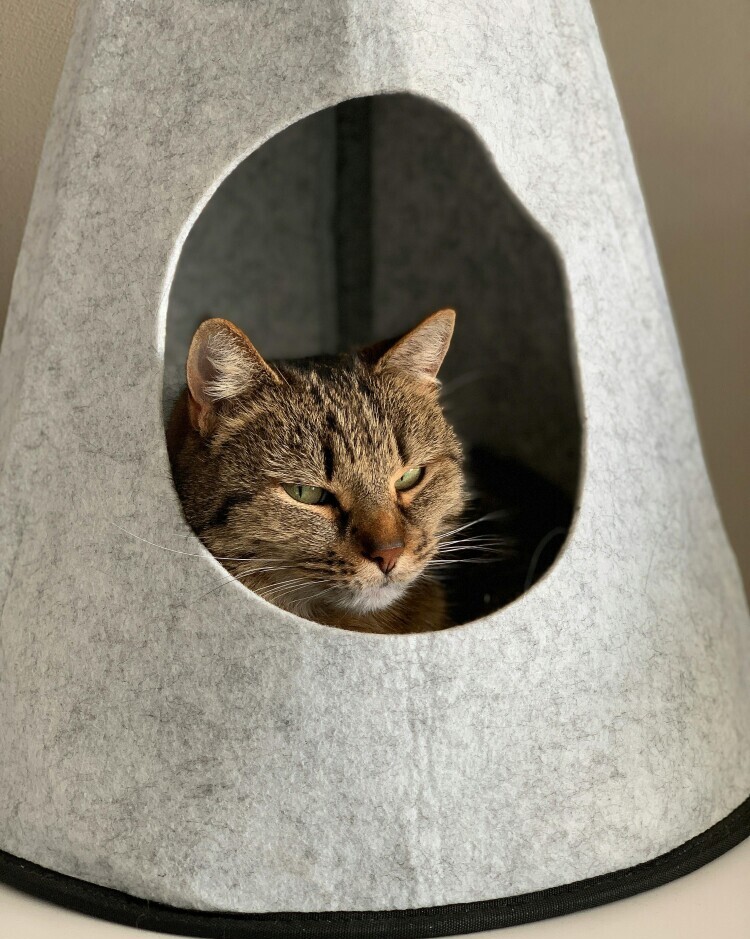 Top 10 Cozy Bed Options For Tabby Cats