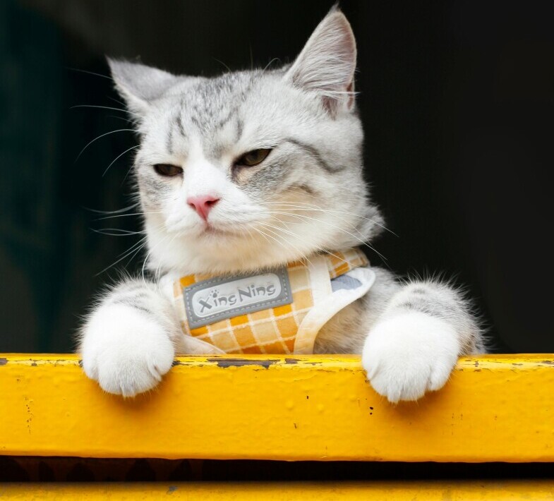 Are Minimalist Tabby Cat Harnesses A Passing Fad Or Lasting Trend? 