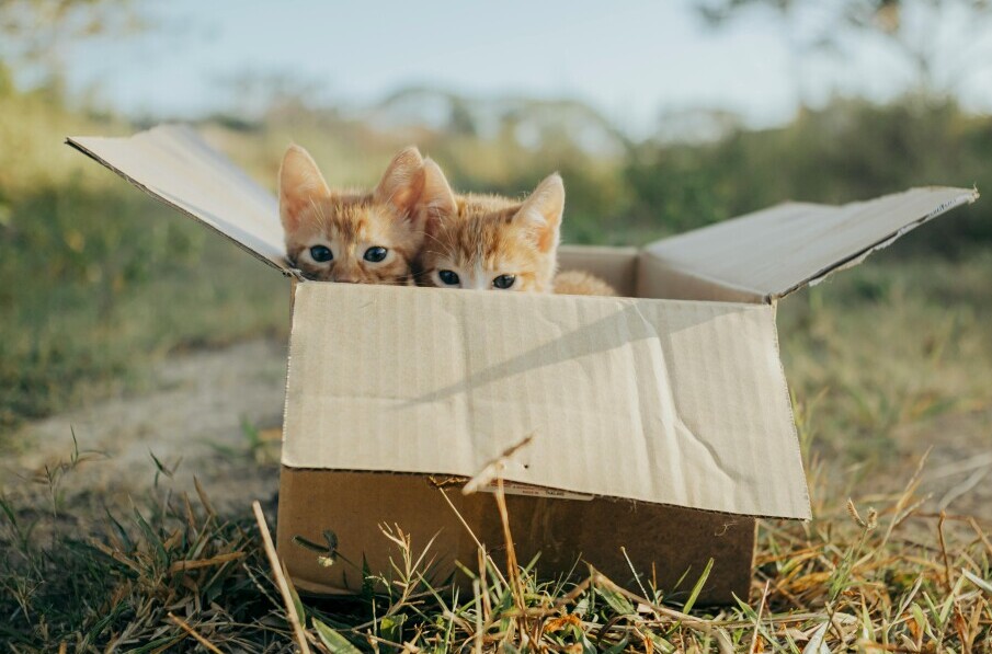 Checklist: Selecting The Best Litter Box Accessories For Your Tabby Cat