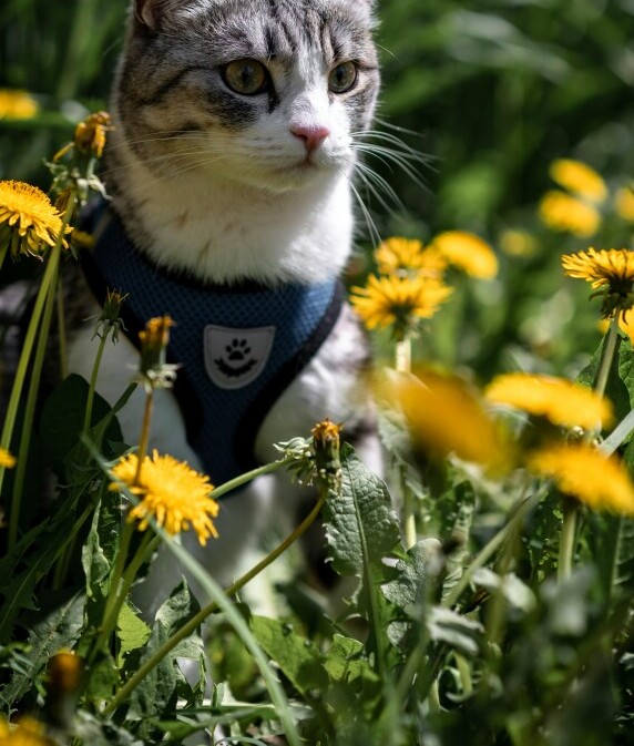 Exploring The World With Your Tabby: Harness Training