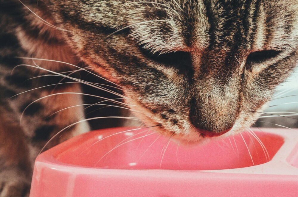 Feeding Time: Best Bowls For Your Tabby Cats