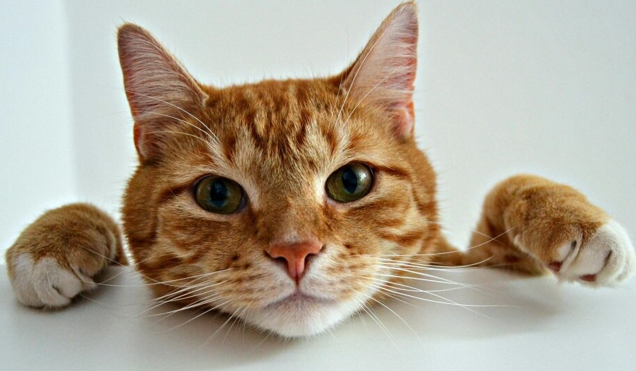 reflective safety leash vs standard leash for outdoor tabby walks