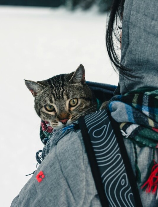 Tabby Cat Travel Bag Packing List: Harness, Carrier, First-aid Kit