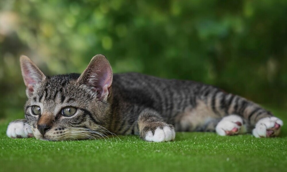 weatherproof outdoor harness for tabby cats with adjustable straps