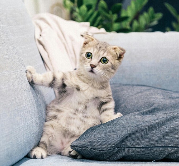 Why You Should Harness-train Your Indoor Cat